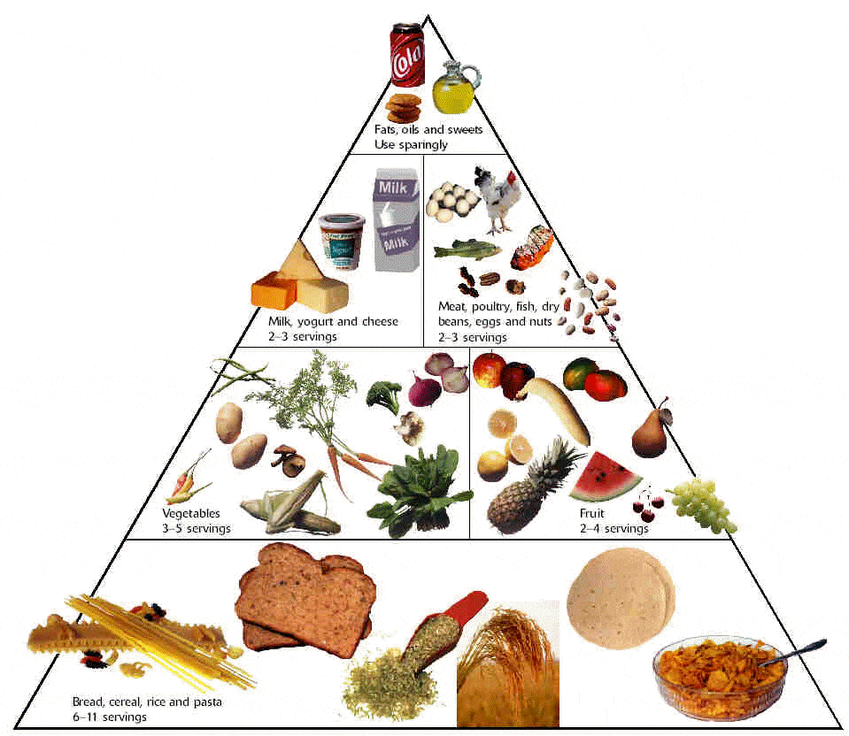 Free Food Pyramid Food Pyramid