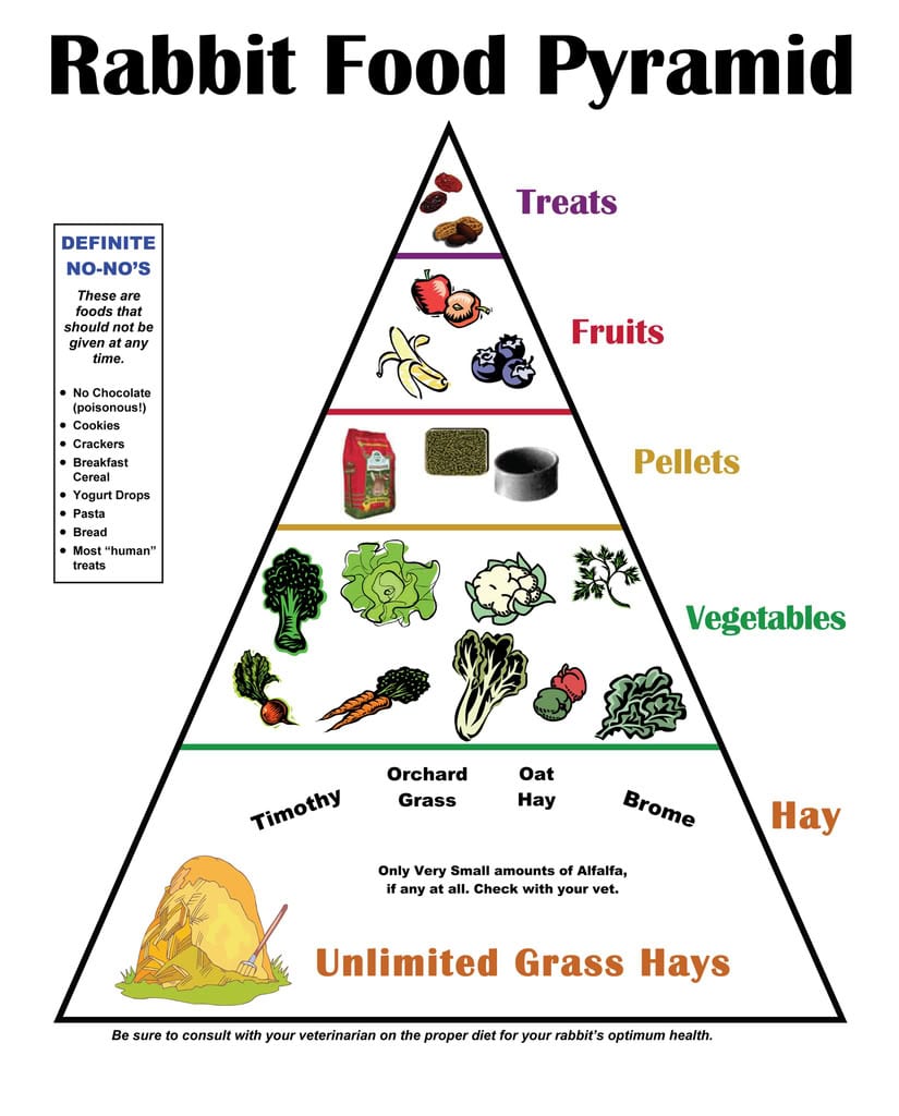 Rabbit Food Pyramid – Food Pyramid