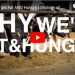 Why we get Fat AND Hungry?